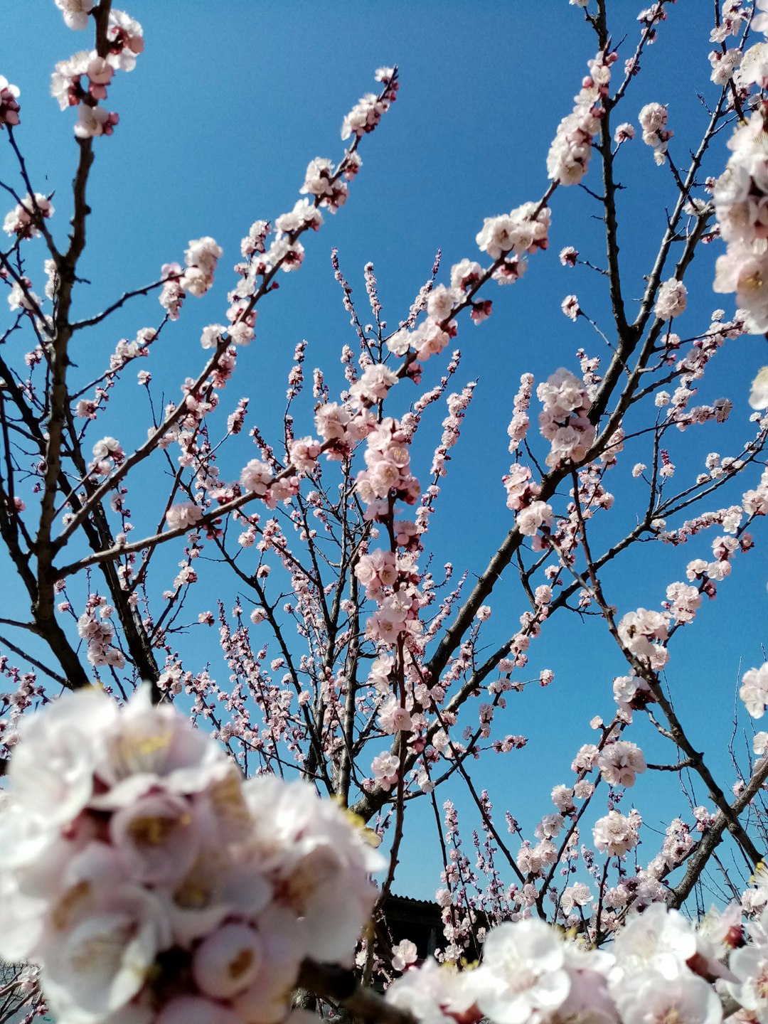 Ocean Breeze Toilet Cleaner